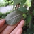 back of leaf
