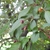 crabapple fruit