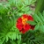 Pinnate leaves & a flower head of deep orange, gold-rimmed fls.