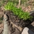 Seedlings