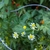 Flowers in garden