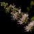 Mentha spica flower