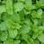 Mentha spica plant