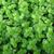 Mentha spica leaves