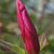 Mercury™ Magnolia
