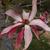 Huge flowers