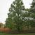 Metasequoia glyptostroboides