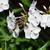 A bee nectaring on showy white flowers of 'Minnie Pearl' Pender