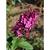 Buddleja 'Miss Molly'