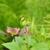 Monarda 'Raspberry Wine' new leaves