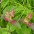 Close-up of the reddish bracts below clusters of flower buds.