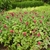 A mass planting of erect stems & clusters of red tubular flowers