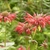Erect leafy shoots with terminal clusters of red flowers.