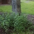 Plant at the base of a tree. Erect shoots with opposite leaves.