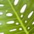 Back of leaf