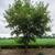 Morus alba