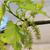 Morus rubra
