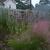Muhlenbergia capillaries with Eryngium yuccifolium in fall in Mo