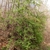 Rosa multiflora