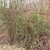 Rosa multiflora