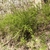 Rosa multiflora