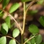 Rosa multiflora
