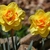 'Tahiti' - March 29 - Haywood Co. - NC