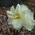 double daffodil early spring