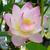Nelumbo nucifera in summer in Moore County