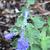 Nepeta
