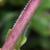 Stem closeup