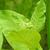 Nicotiana sylvestris leaf