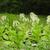 Nicotiana sylvestris form