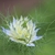 nigella damascena