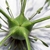 nigella damascena
