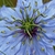 nigella damascena