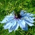 nigella damascena
