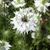 nigella damascena