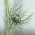 nigella damascena
