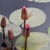 'Catherine Marie' Closed pink blooms above light green leaves i