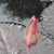 'Red Cup' Flower bud and silvery round leaves in a pond