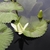 'Trudy Slocum' White flower opening and green round leaves in a