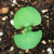 Seedling