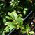Oenothera fruticosa leaves in the fall in Moore County