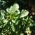 Oenothera fruticosa leaves in the fall in Moore County