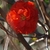 Double Take™ Chaenomeles speciosa 'Orange Storm'