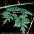 Rubus laciniatus