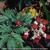 Rubus laciniatus