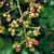 Rubus laciniatus