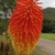 Flower closeup in May in Eden County, South Africa